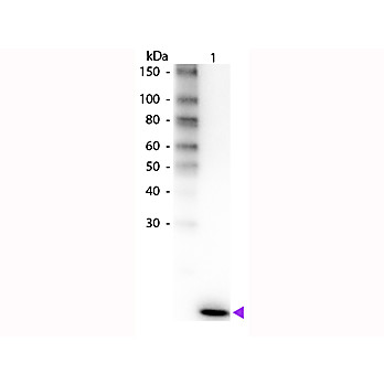 Anti-Human IL-2 (RABBIT) Antibody Biotin Conjugated, 100µg, Lyophilized