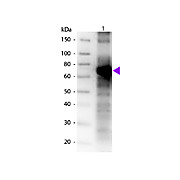 Anti-FLUORESCEIN (GOAT) Antibody Biotin Conjugated, 1mg, Lyophilized