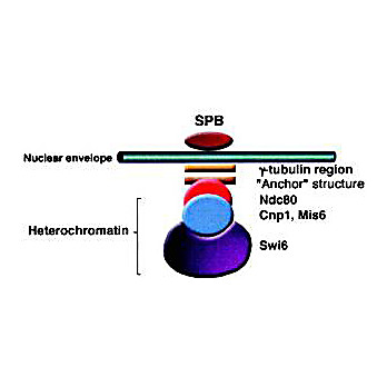 Anti-Swi6 (S.pombe) (RABBIT) Antibody, 100µg, Liquid (sterile filtered)