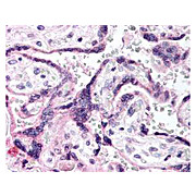 Anti-EGFR pY1197 (RABBIT) Antibody, 100µg, Liquid (sterile filtered)