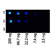 Anti-PROTEIN G (RABBIT) Antibody Fluorescein Conjugated, 25µL, Liquid (sterile filtered)