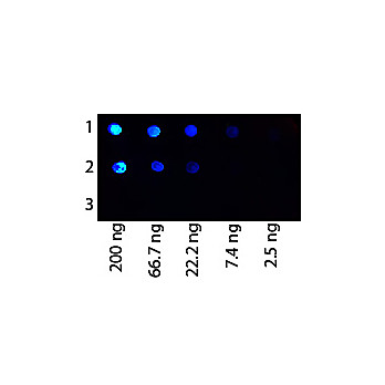 Anti-PROTEIN G (RABBIT) Antibody Fluorescein Conjugated, 25µL, Liquid (sterile filtered)