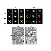 Anti-GFP (RABBIT) Antibody, 1mg, Liquid (sterile filtered)