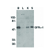 Anti-GFR alpha 1 (RABBIT) Antibody, 100µg, Liquid (sterile filtered)