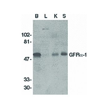 Anti-GFR alpha 1 (RABBIT) Antibody, 100µg, Liquid (sterile filtered)