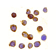 DR3 Antibody 100µg