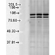 Anti-Calnexin-CT (RABBIT) Antibody, 200µg, Liquid (sterile filtered)