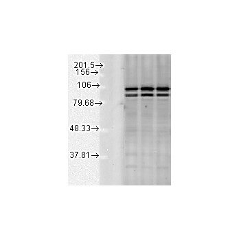 Anti-Calnexin-CT (RABBIT) Antibody, 200µg, Liquid (sterile filtered)