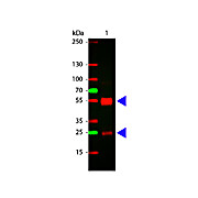 F(ab')2 Anti-SWINE IgG (H&L) (RABBIT) Antibody, 20mg, Lyophilized