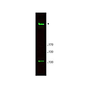 Anti-Mouse Rif1 (RABBIT) Antibody, 100µg, Liquid (sterile filtered)
