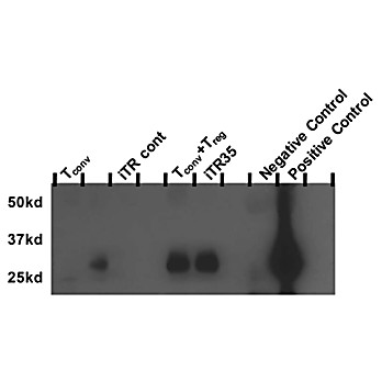 IL-35 EBI3 Biotin Antibody [V14H6] 100µg