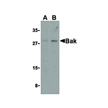 Anti-BAK (RABBIT) Antibody, 100µg, Liquid (sterile filtered)