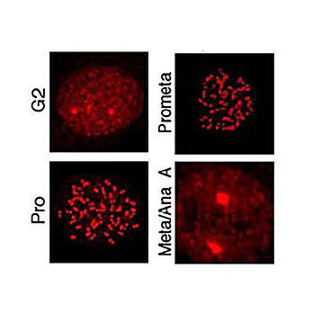 Anti-MLF1 Interacting Protein pT78 (RABBIT) Antibody, 100µg, Liquid (sterile filtered)