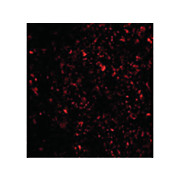 IL-33 Antibody internal 100µg