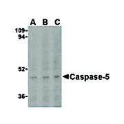 Caspase-5 nterm Antibody 100µg