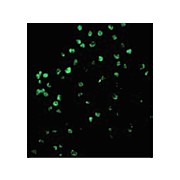 Caspase-4 internal Antibody 100µg