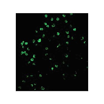 Caspase-4 internal Antibody 100µg