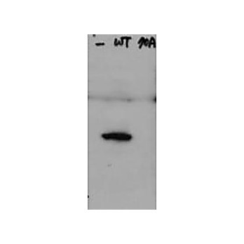 Anti-Hice1 pS70 (Rabbit) Antibody, 100µg, Liquid (sterile filtered)