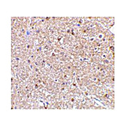 NogoA Antibody internal 100µg