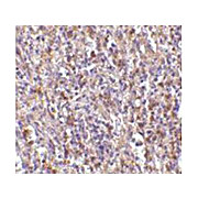 ORAI1 Antibody nterm 100µg