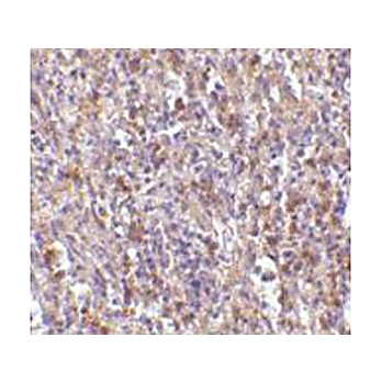 ORAI1 Antibody nterm 100µg