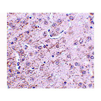 CRMP1 Antibody nterm 100µg