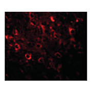Anti-FAM120A (RABBIT) Antibody, 100µg, Liquid (sterile filtered)