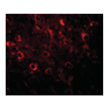 Anti-FAM120A (RABBIT) Antibody, 100µg, Liquid (sterile filtered)