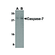 Caspase-7 nterm Antibody 100µg
