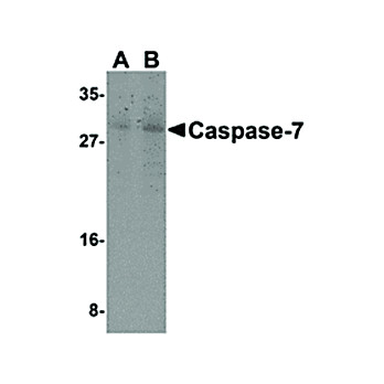 Caspase-7 nterm Antibody 100µg