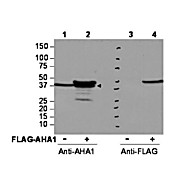 Anti-AHA1 (RABBIT) Antibody, 100µg, Liquid (sterile filtered)
