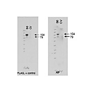Anti-ABCB6 (RABBIT) Antibody, 100µg, Liquid (sterile filtered)