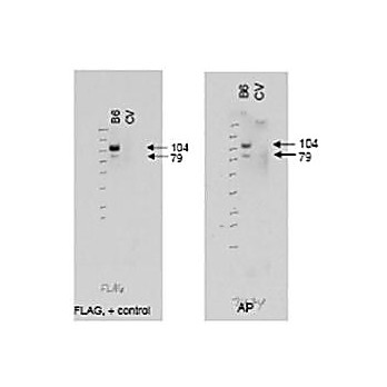 Anti-ABCB6 (RABBIT) Antibody, 100µg, Liquid (sterile filtered)