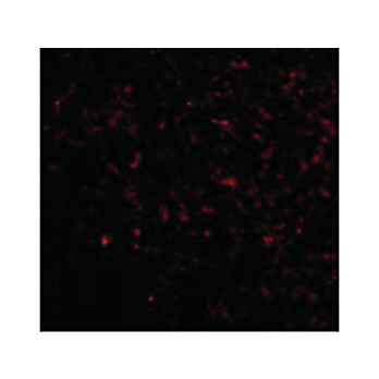 Anti-GRIK5 (RABBIT) Antibody, 100µg, Liquid (sterile filtered)