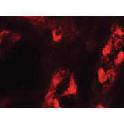 Anti-GDPD5 (RABBIT) Antibody, 100µg, Liquid (sterile filtered)