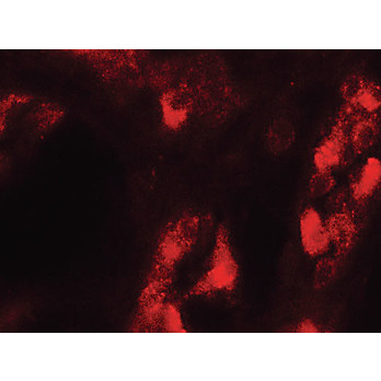 Anti-GDPD5 (RABBIT) Antibody, 100µg, Liquid (sterile filtered)