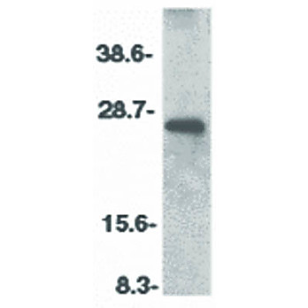 CIDE-B Antibody ms cterm 100µg