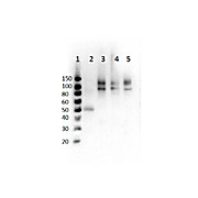 Anti-Cenexin-1 pS796 (RABBIT) Antibody, 100µg, Liquid (sterile filtered)