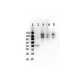 Anti-Cenexin-1 pS796 (RABBIT) Antibody, 100µg, Liquid (sterile filtered)