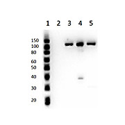 Anti-Cenexin-1 (RABBIT) Antibody, 100µg, Liquid (sterile filtered)
