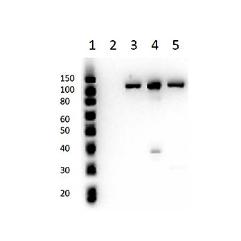 Anti-Cenexin-1 (RABBIT) Antibody, 100µg, Liquid (sterile filtered)