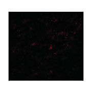 LASS5 Antibody nterm-18 100µg