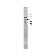 Anti-STAT5 (RABBIT) Antibody, 100µg, Liquid (sterile filtered)