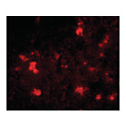 Anti-Dact2 (RABBIT) Antibody, 100µg, Liquid (sterile filtered)