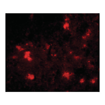 Anti-Dact2 (RABBIT) Antibody, 100µg, Liquid (sterile filtered)