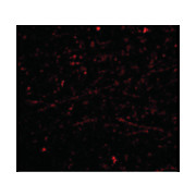 DARC Antibody nterm 100µg