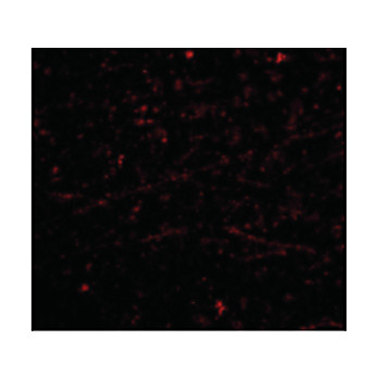 DARC Antibody nterm 100µg