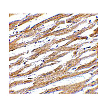 Anti-Programmed Cell Death 1 Ligand (PDL-1) (RABBIT) Antibody, 100µg, Liquid (sterile filtered)
