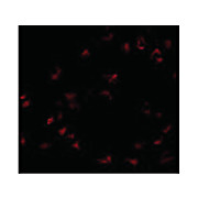 Anti-GNPDA1 (RABBIT) Antibody, 100µg, Liquid (sterile filtered)