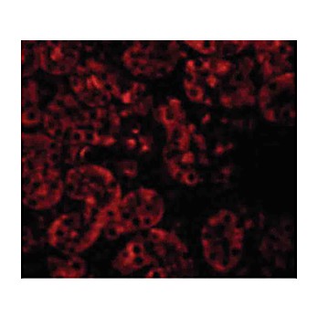 Anti-JMJD8 (RABBIT) Antibody, 100µg, Liquid (sterile filtered)